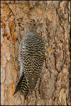 Williamson's Sapsucker (Sphyrapicus thyroideus)