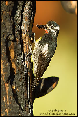 Williamson's Sapsucker (Sphyrapicus thyroideus)
