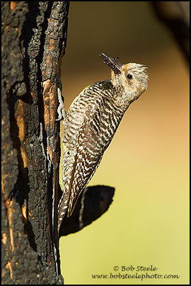 Williamson's Sapsucker (Sphyrapicus thyroideus)