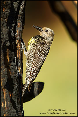 Williamson's Sapsucker (Sphyrapicus thyroideus)