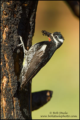 Williamson's Sapsucker (Sphyrapicus thyroideus)