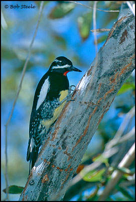 Williamson's Sapsucker (Sphyrapicus thyroideus)