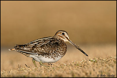 Wilson's Snipe (Gallinago delicata)