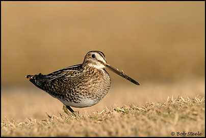Wilson's Snipe (Gallinago delicata)
