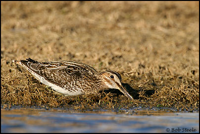 Wilson's Snipe (Gallinago delicata)