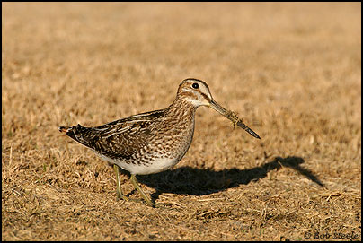 Wilson's Snipe (Gallinago delicata)