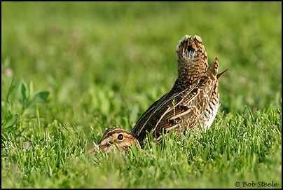 Wilson's Snipe (Gallinago delicata)