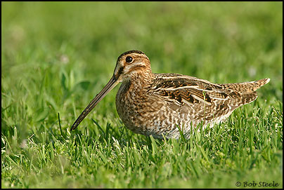 Wilson's Snipe (Gallinago delicata)