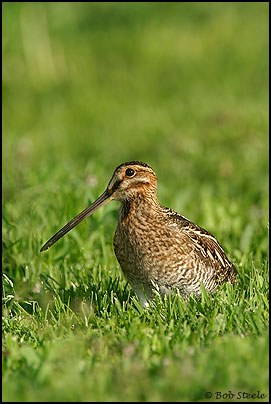Wilson's Snipe (Gallinago delicata)