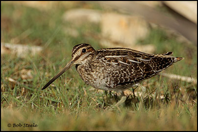 Wilson's Snipe (Gallinago delicata)