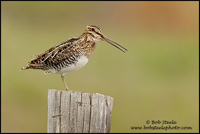 Wilson's Snipe (Gallinago delicata)
