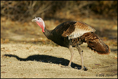 Wild Turkey (Meleagris gallopavo)