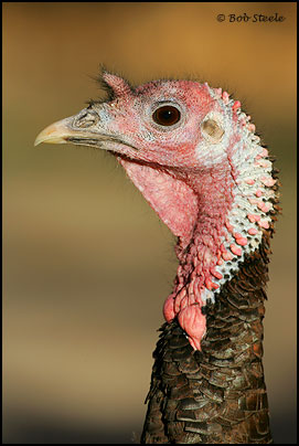 Wild Turkey (Meleagris gallopavo)