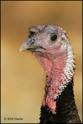 Wild Turkey (Meleagris gallopavo)