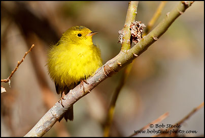 Wilson's Warbler (Wilsonia pusilla)
