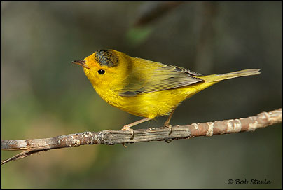 Wilson's Warbler (Wilsonia pusilla)