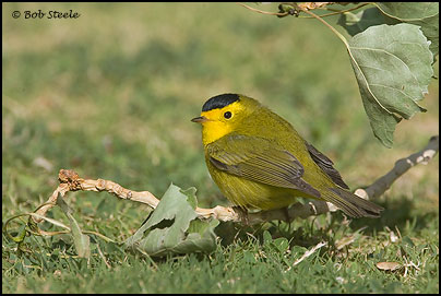 Wilson's Warbler (Wilsonia pusilla)
