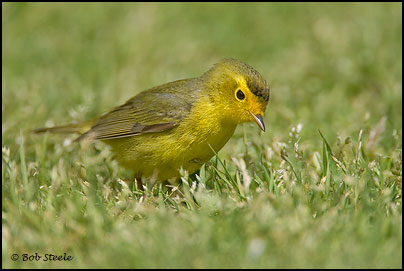 Wilson's Warbler (Wilsonia pusilla)