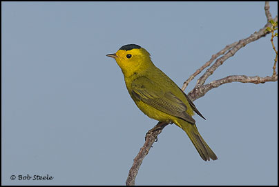 Wilson's Warbler (Wilsonia pusilla)