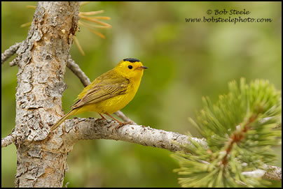 Wilson's Warbler (Wilsonia pusilla)