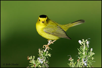 Wilson's Warbler (Wilsonia pusilla)