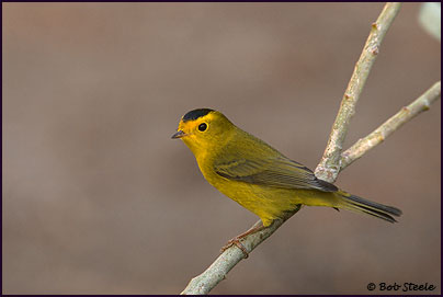 Wilson's Warbler (Wilsonia pusilla)