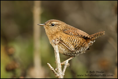 Pacific Wren (Troglodytes pacificus)