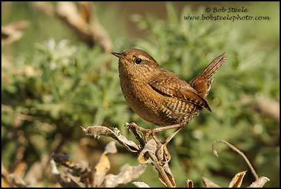 Pacific Wren (Troglodytes pacificus)