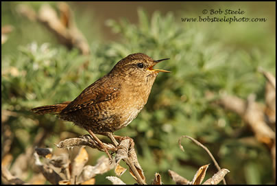 Pacific Wren (Troglodytes pacificus)