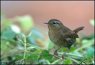 Pacific Wren (Troglodytes pacificus)