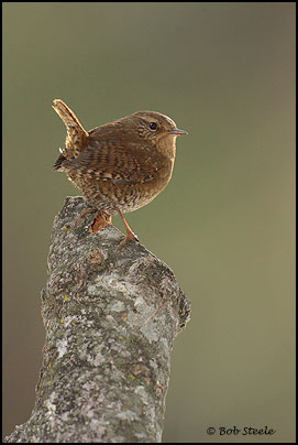 Pacific Wren (Troglodytes pacificus)