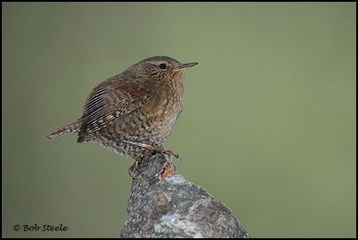 Pacific Wren (Troglodytes pacificus)