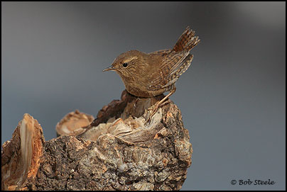 Pacific Wren (Troglodytes pacificus)