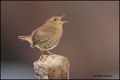 Pacific Wren (Troglodytes pacificus)