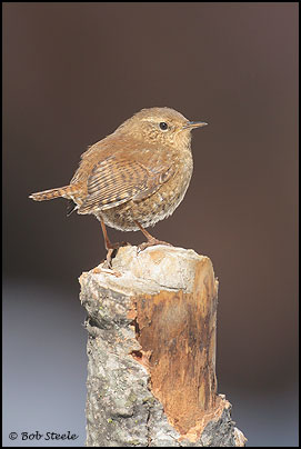 Pacific Wren (Troglodytes pacificus)