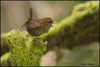 Pacific Wren (Troglodytes pacificus)