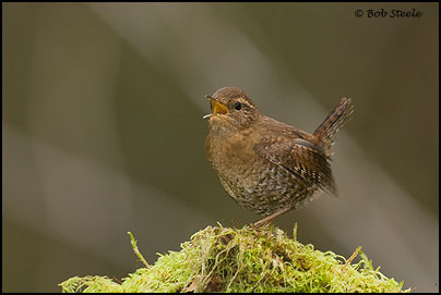 Pacific Wren (Troglodytes pacificus)