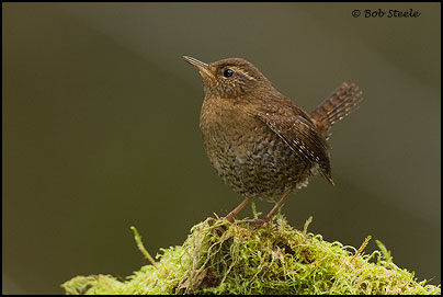 Pacific Wren (Troglodytes pacificus)