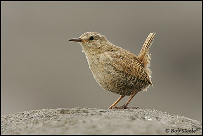 Pacific Wren (Troglodytes pacificus)