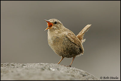 Pacific Wren (Troglodytes pacificus)