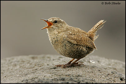 Pacific Wren (Troglodytes pacificus)