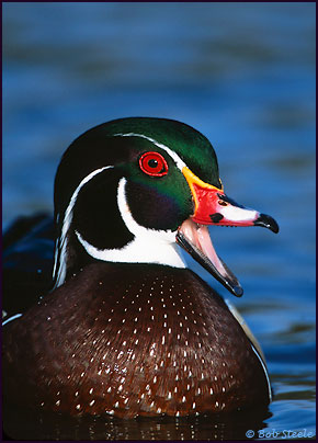 Wood Duck (Aix sponsa)