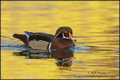 Wood Duck (Aix sponsa)