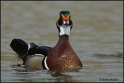 Wood Duck (Aix sponsa)