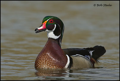 Wood Duck (Aix sponsa)