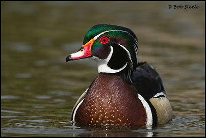 Wood Duck (Aix sponsa)