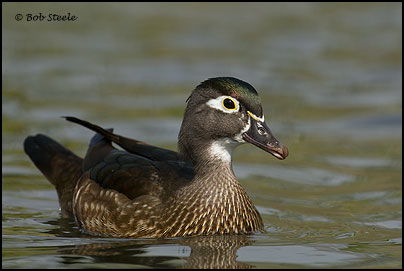 Wood Duck (Aix sponsa)