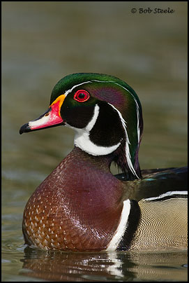 Wood Duck (Aix sponsa)