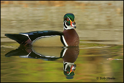 Wood Duck (Aix sponsa)