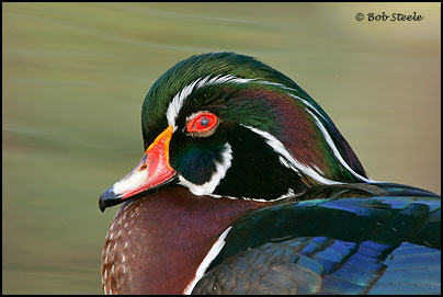 Wood Duck (Aix sponsa)